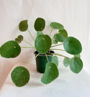 Pilea plant