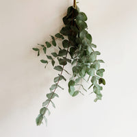 Eucalyptus Bundle