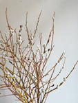 Pussy willow branches